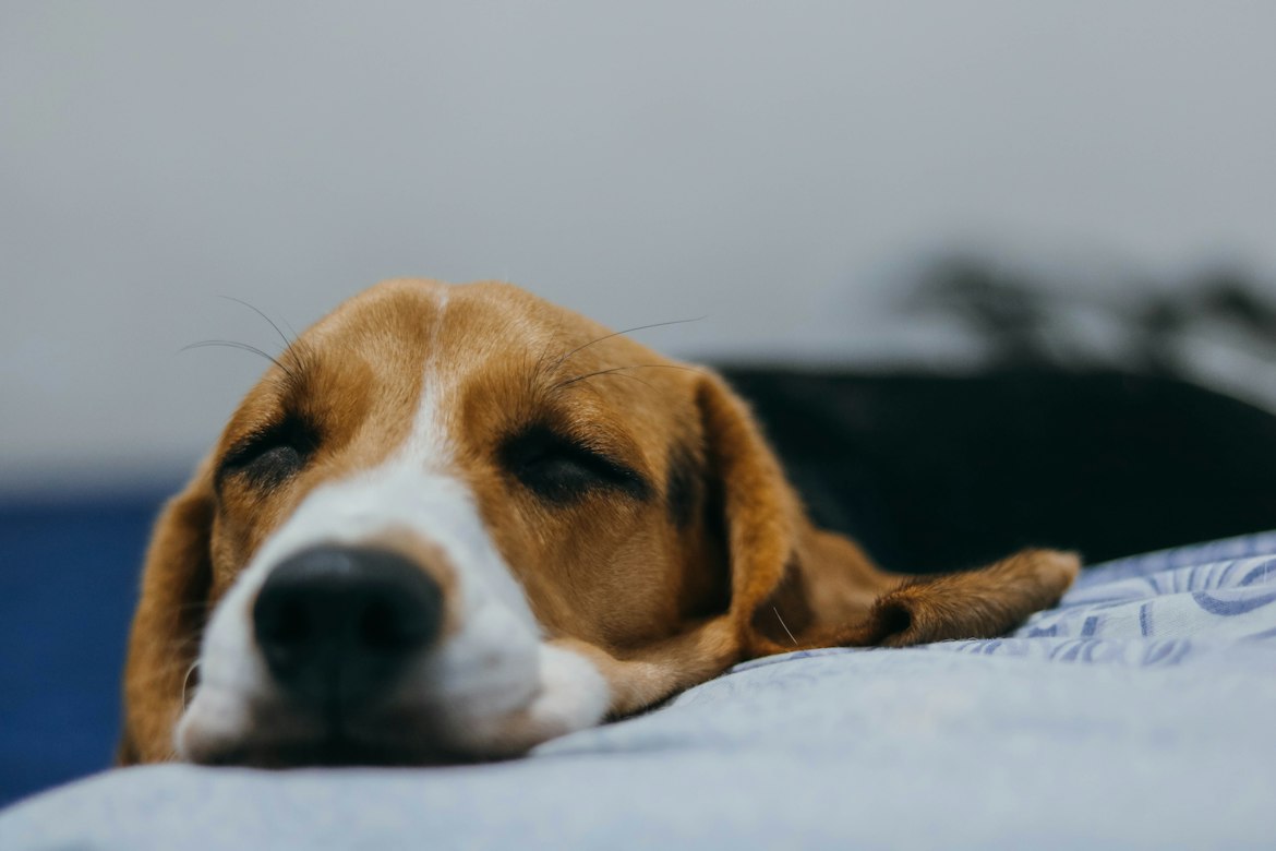 Why a healthy microbiome and species-specific probiotics are your dog’s backup defense against coccidia