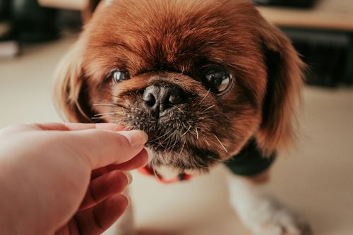 What the veterinary evidence shows about omega-3, niacinamide, vitamin A, zinc, and probiotics