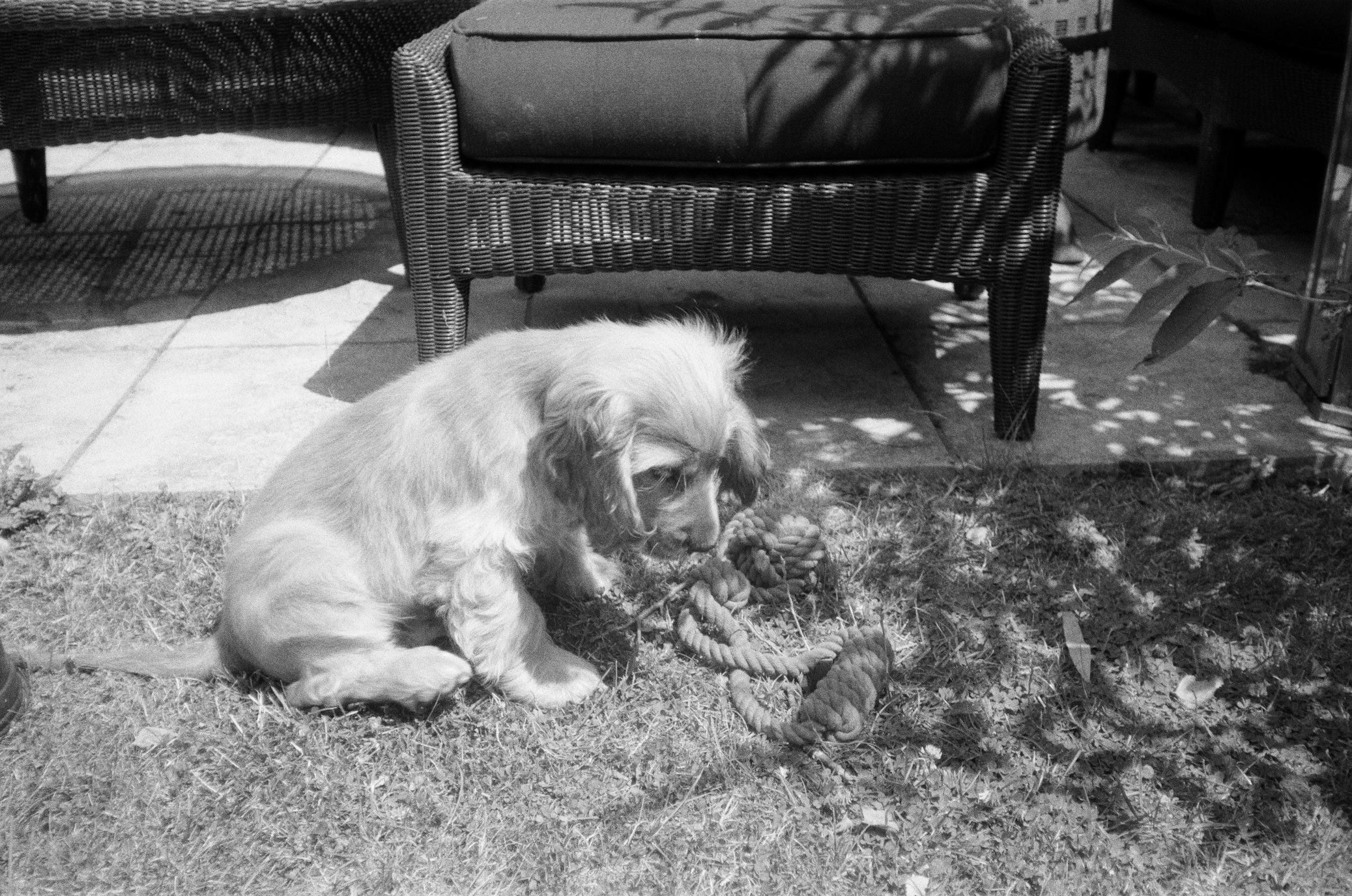 Understanding Blood-Borne Diseases and Mange Mites