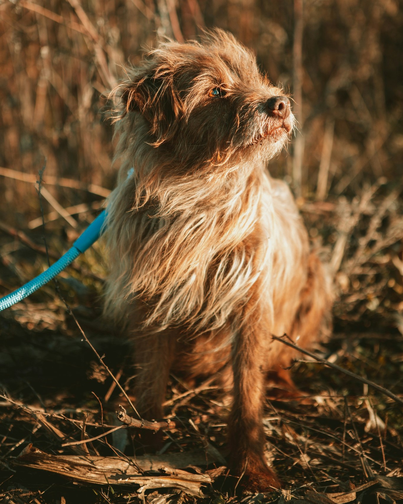 How Dogs Help Reverse Modern Health Decline