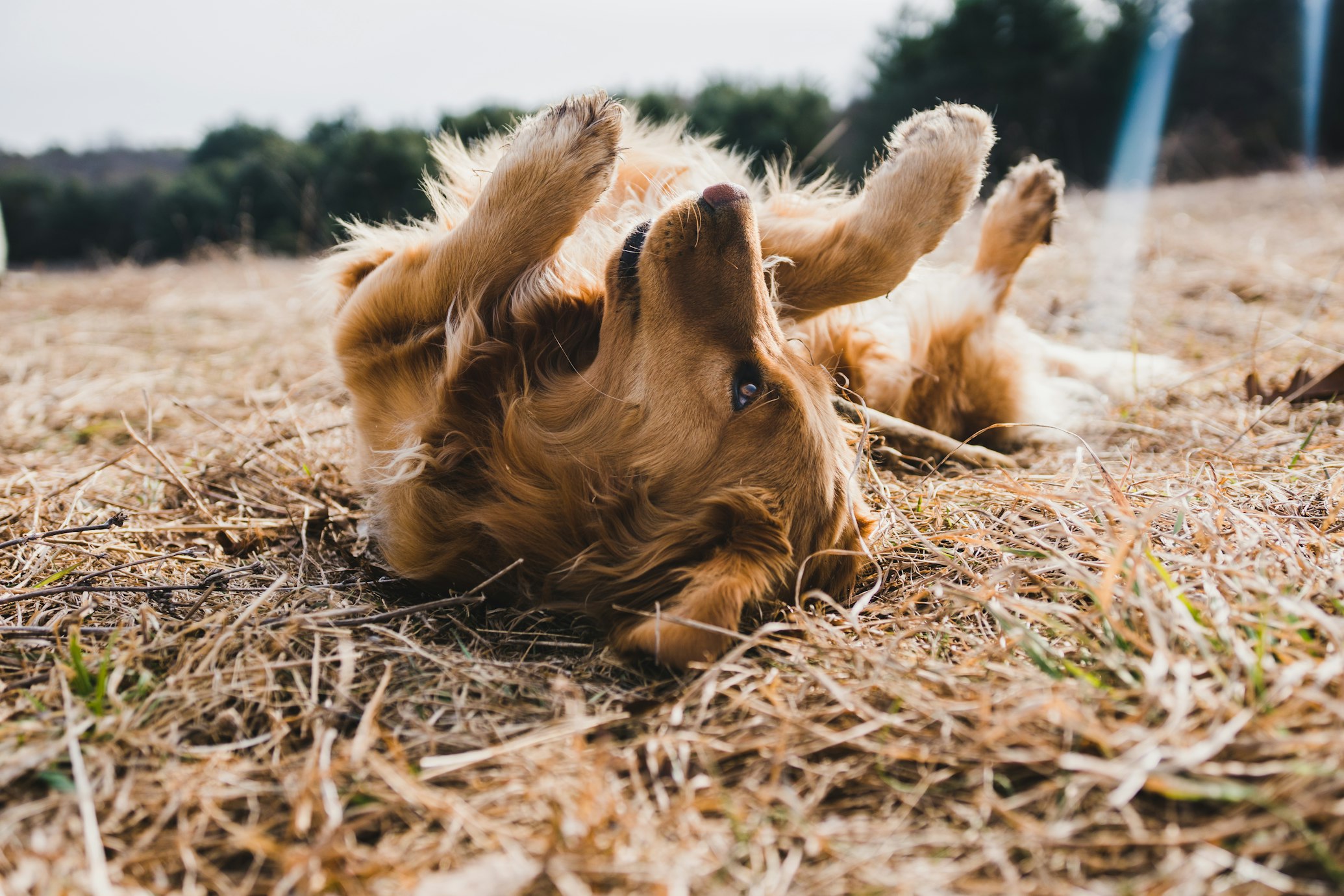 Why Your Dog May Not Be the Real Problem