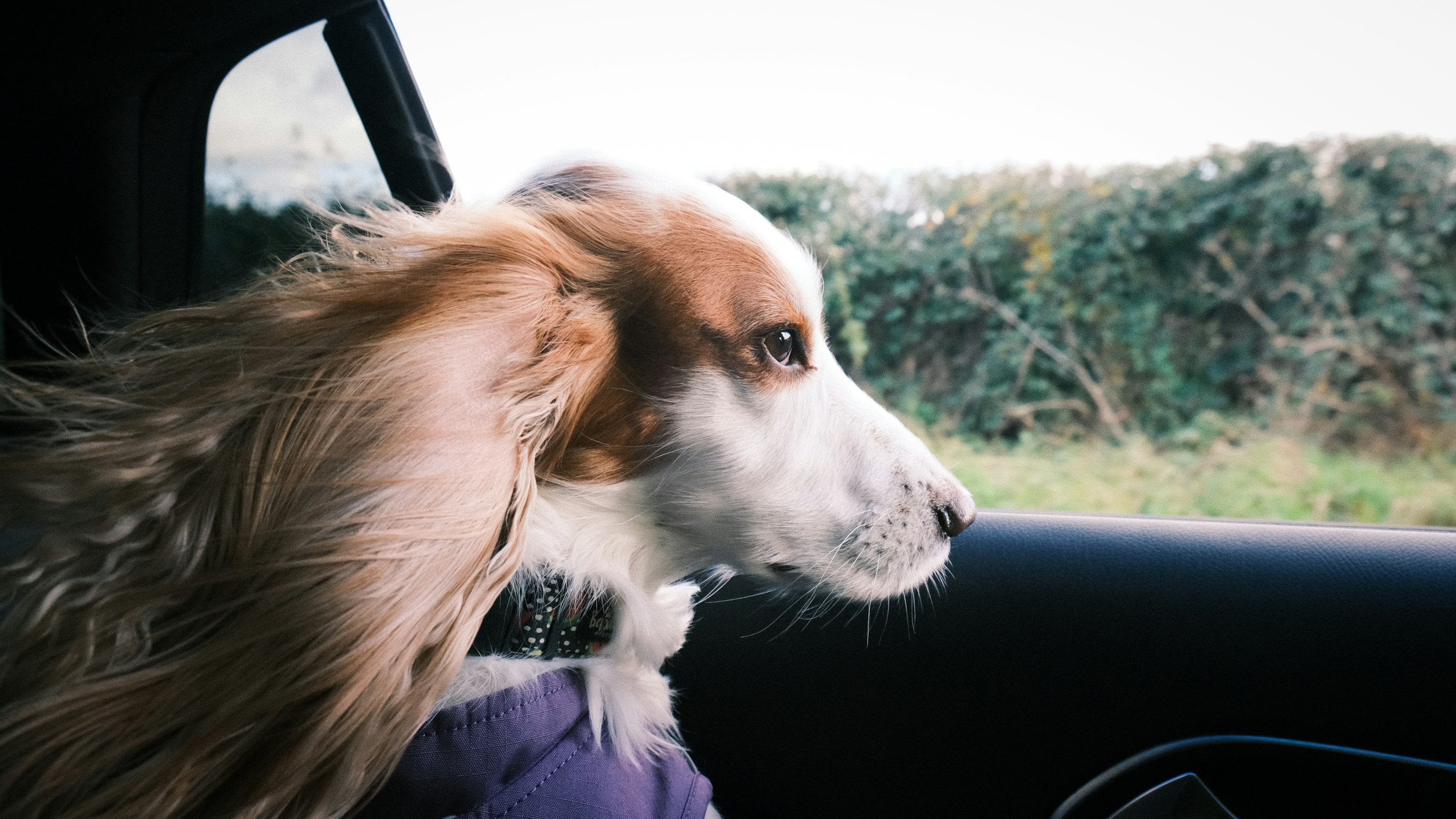 Hemp Oil and Melatonin for Stress-Free Trips