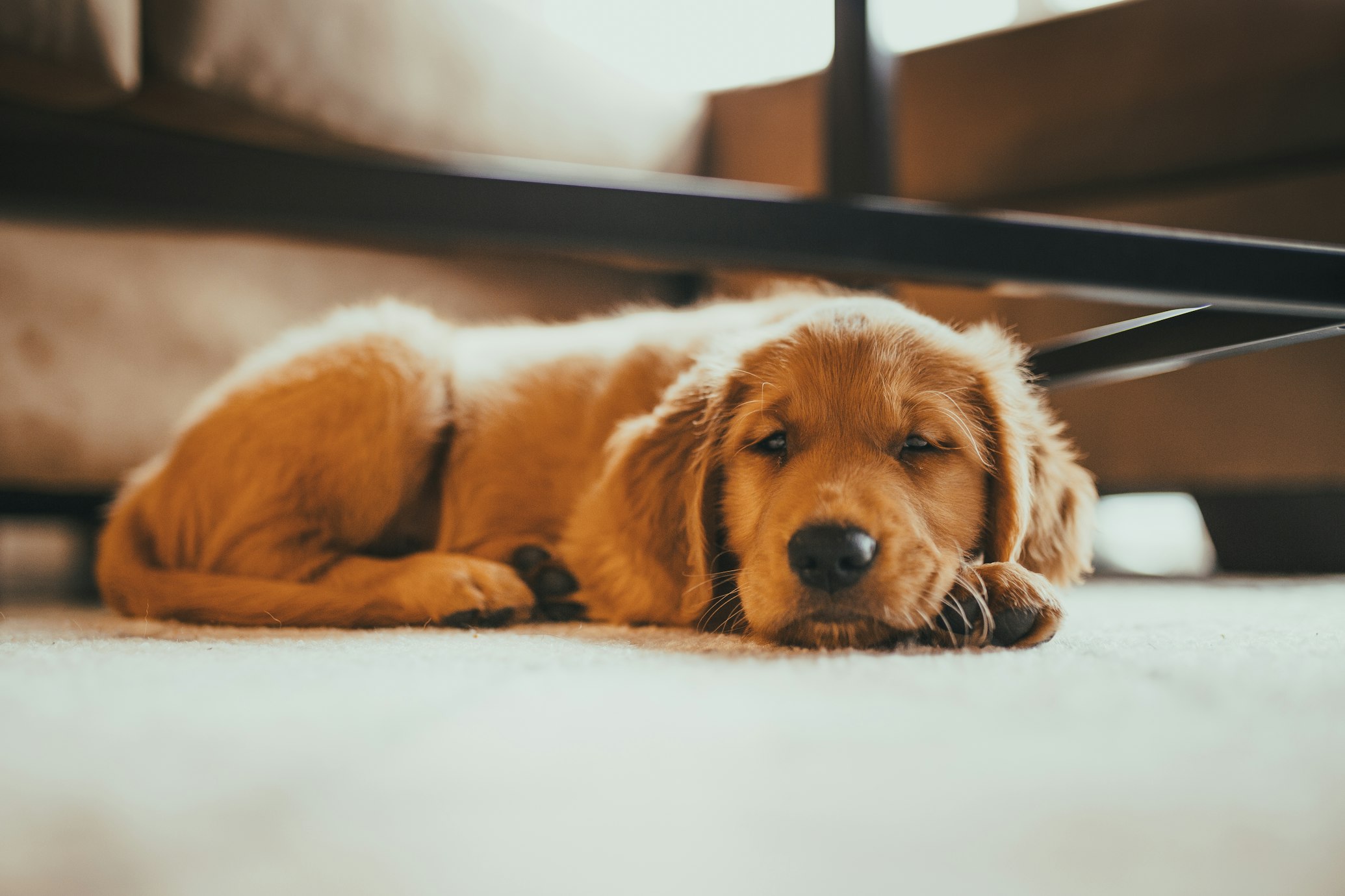 Why Some Dogs Smell Yeasty After Walks