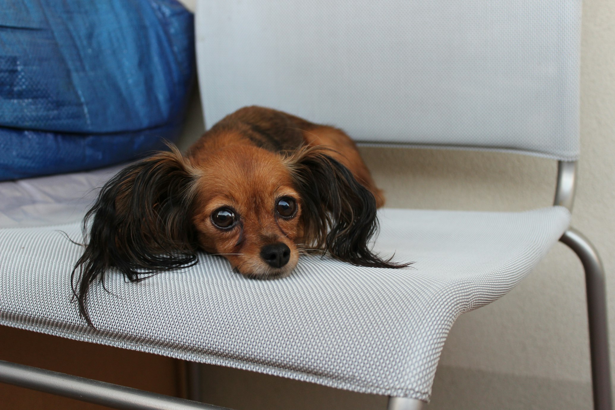 Geriatric HIMS in Small-Breed Dogs Explained