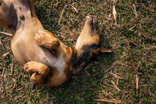 Candida vs. Malassezia in Dogs