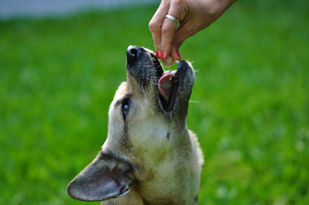 What the Zoetis Apoquel label reveals, plus safer, lower-cost ways to calm canine itch.