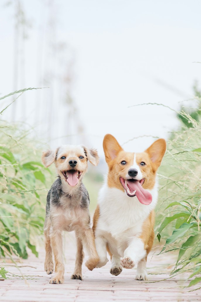 How niacinamide, vitamin A, and EPA omega-3 work together for healthier skin, coat, and claws