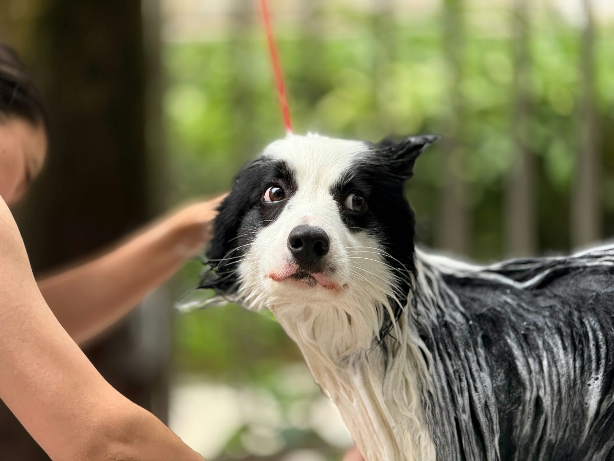 Why Grooming Your Dog Brings More Than Holiday Cheer