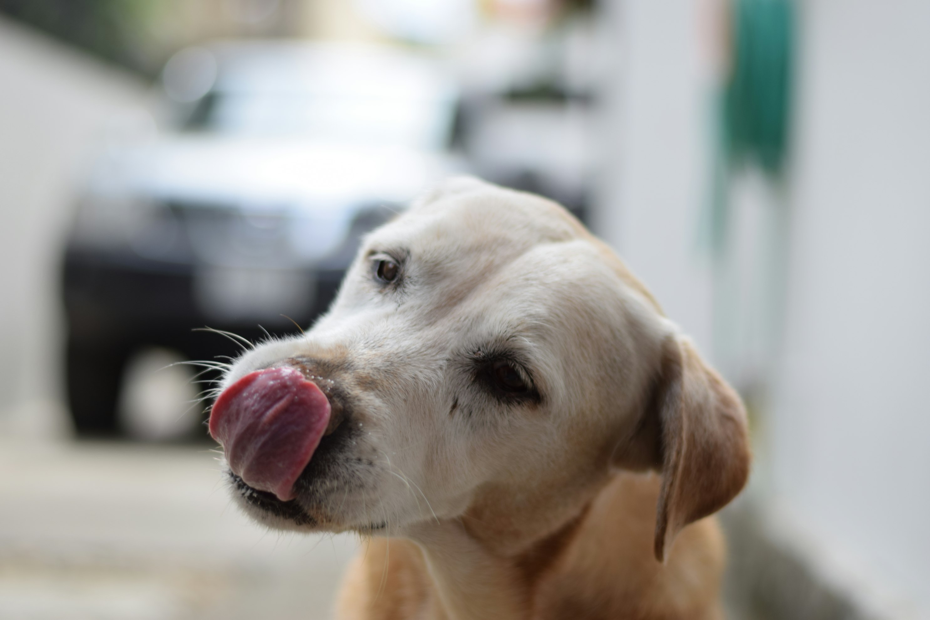 How Melatonin, Hemp Oil, and Valerian Support Dogs