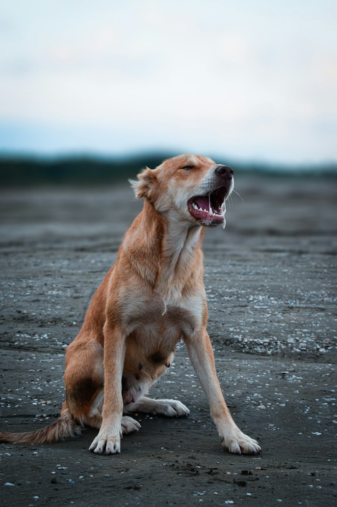 How allergies and aging hormones trigger Malassezia yeast, odor, and itching in dogs