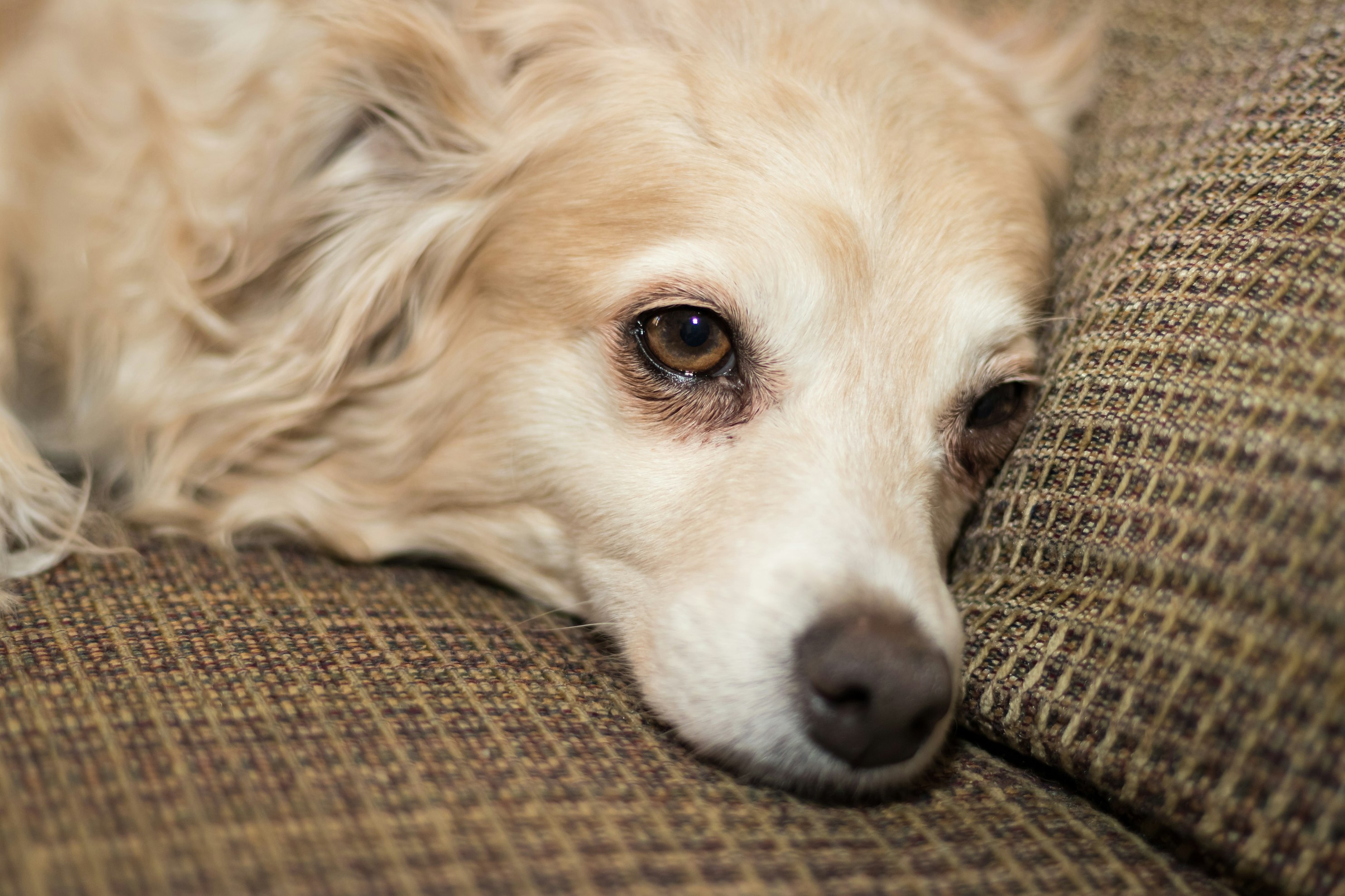 Why Too Many Commands Stress Dogs and How Natural Calming Supplements Help