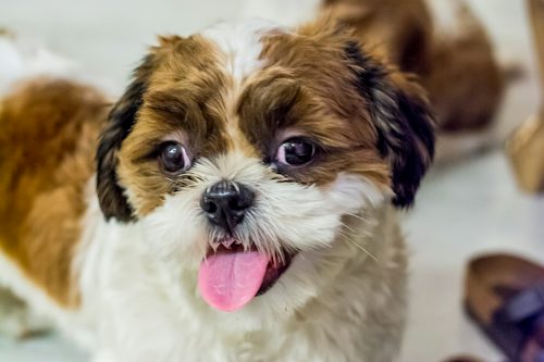 What Dog Owners Should Know About Allergies