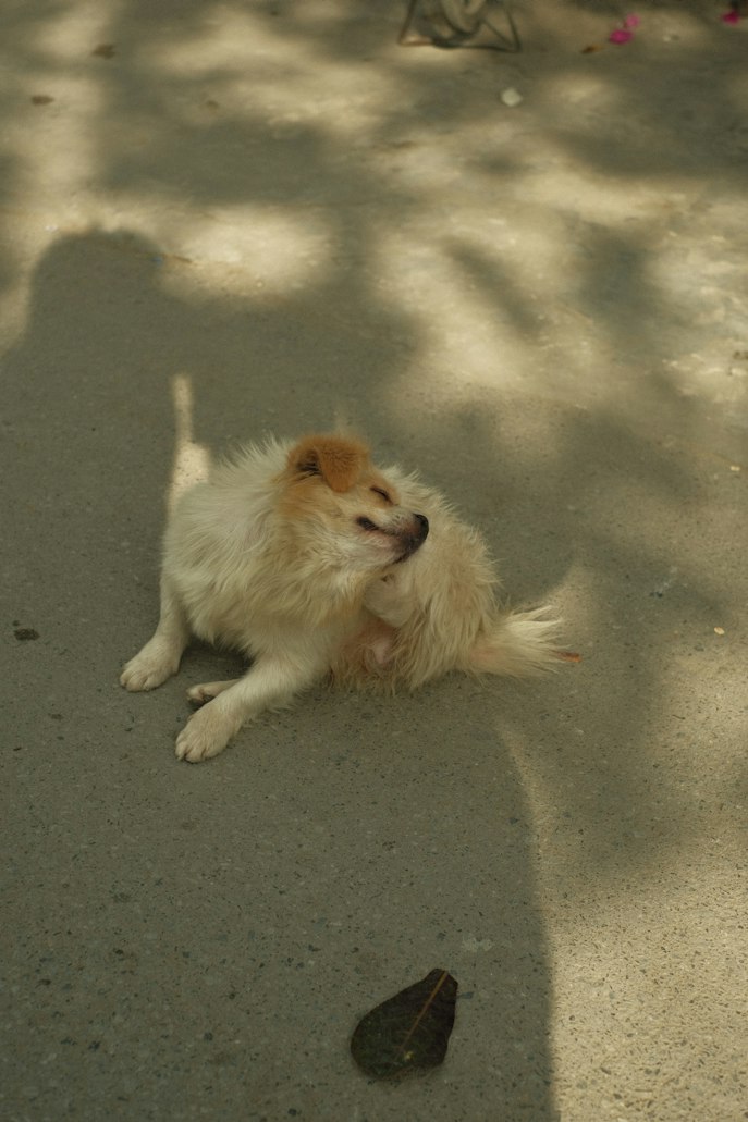 Causes, symptoms, and treatment options for canine environmental allergies and itchy skin