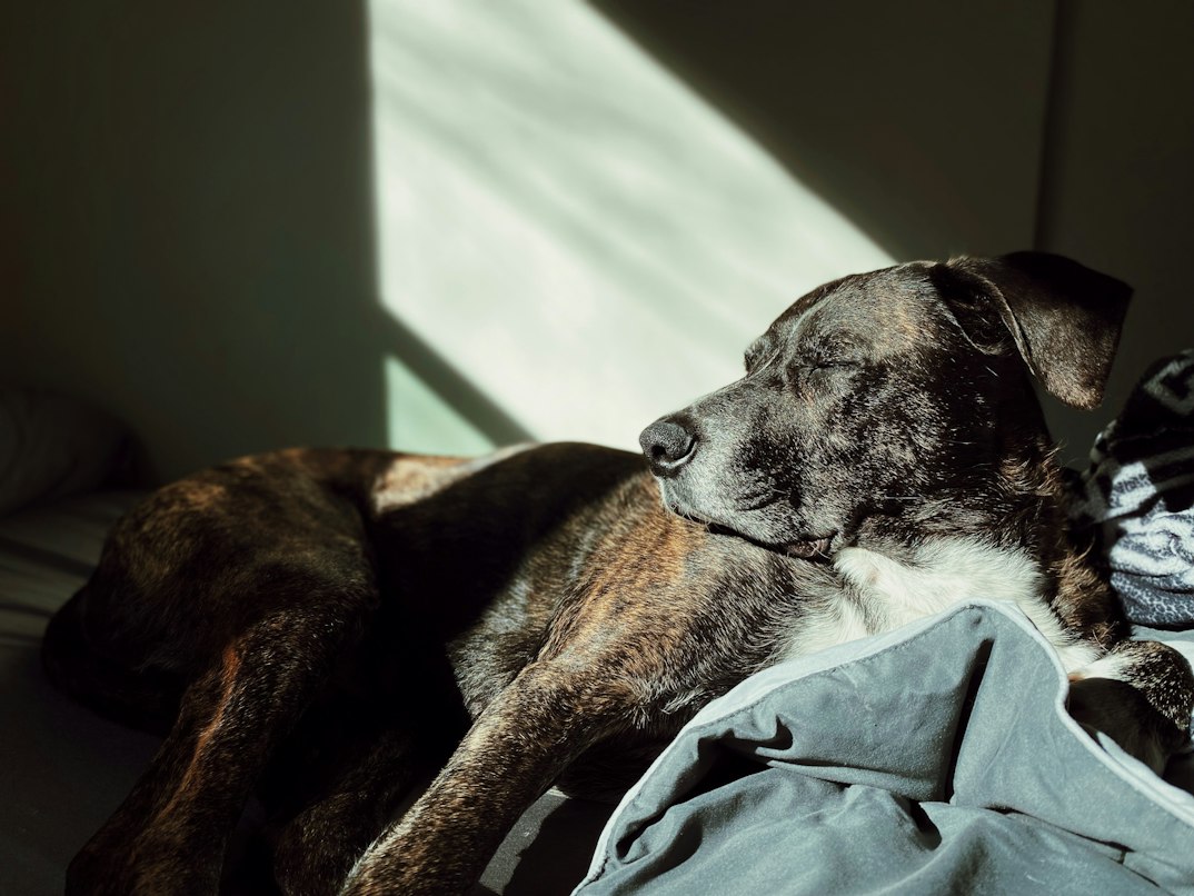 Common causes of chronic cough in aging dogs and the vet tests that pinpoint them