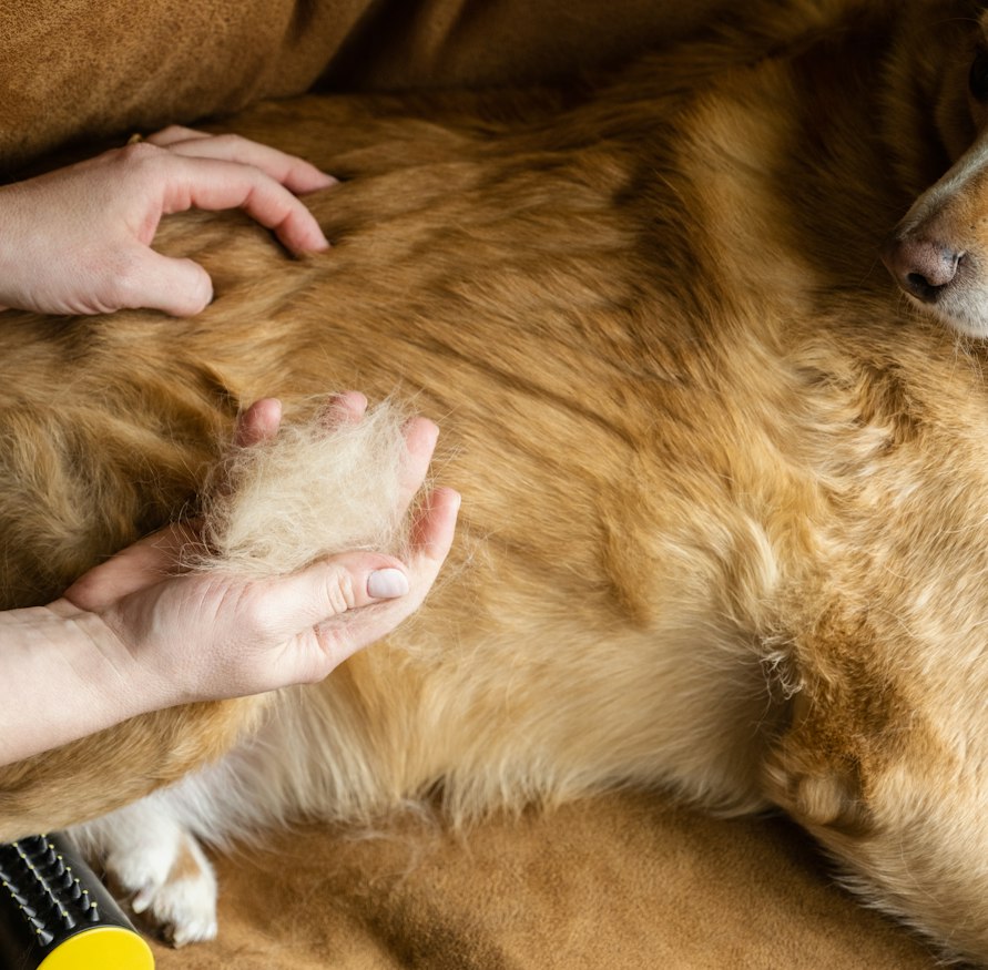 Seasonal Shedding, Indoor Living, and Warning Signs