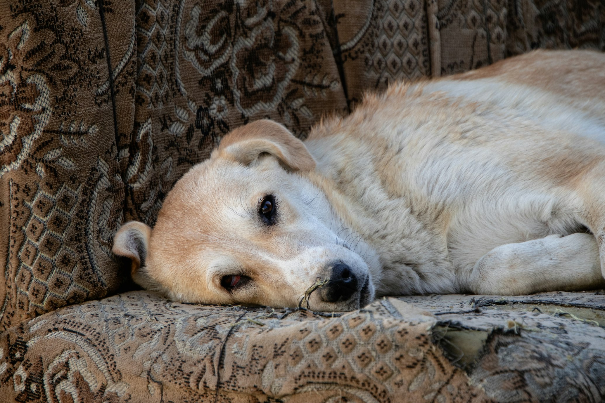 Understanding Atypical Cushing's and Melatonin