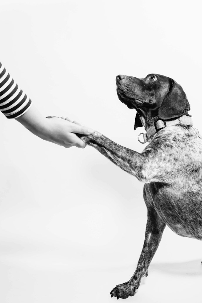 How EPA, zinc, vitamin A, and niacinamide calm canine itch, inflammation, and hair loss