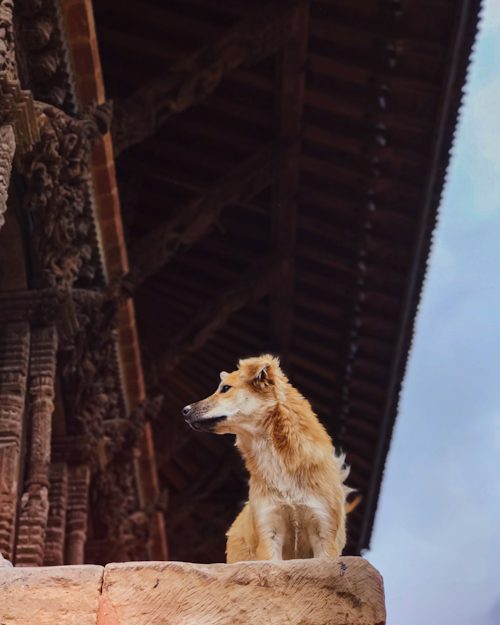 Why Dogs May Be the Ultimate Buddhists