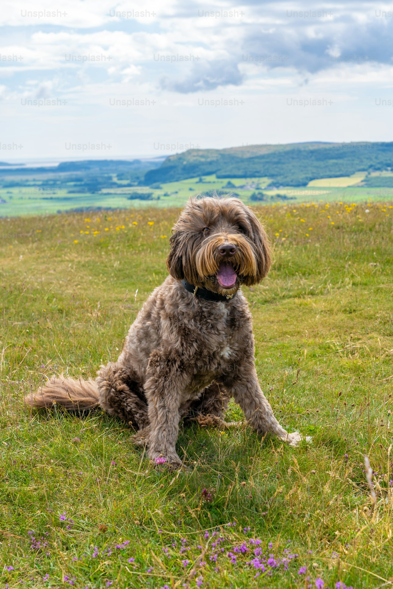 How Melatonin Gets You and Your Dog Back Outside