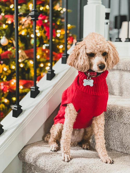 Helping Dogs Stay Relaxed During Busy Gatherings