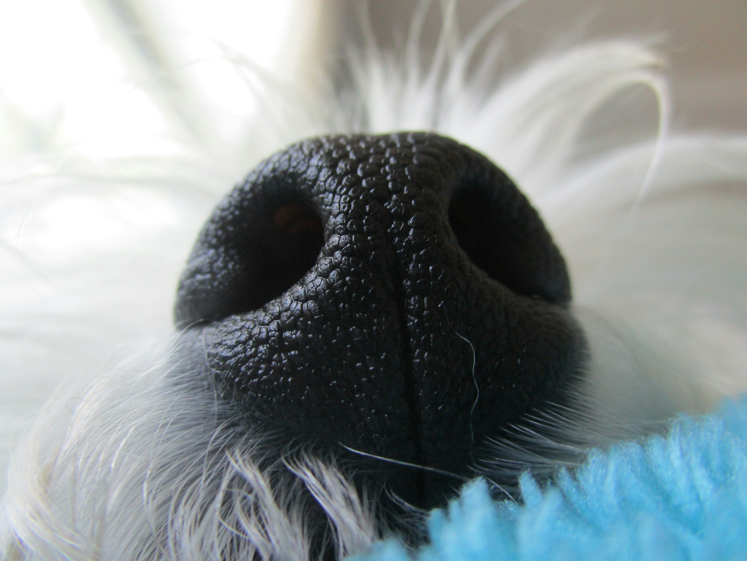 What Research Says About Probiotics and Pet Odor