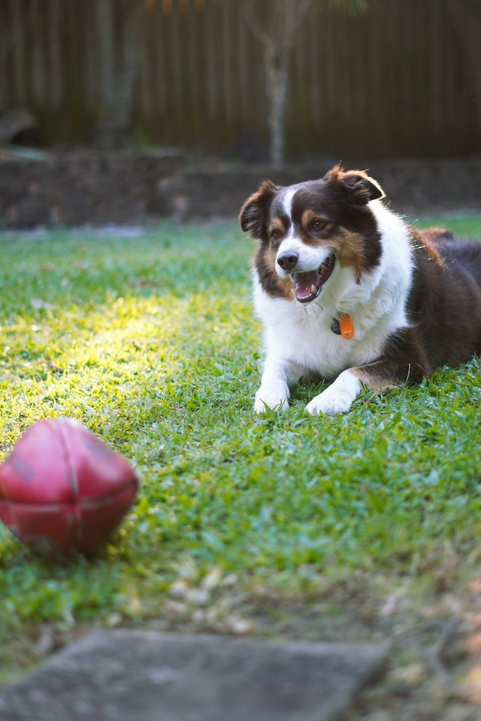 How One Probiotic Changed a Senior Dog's Life