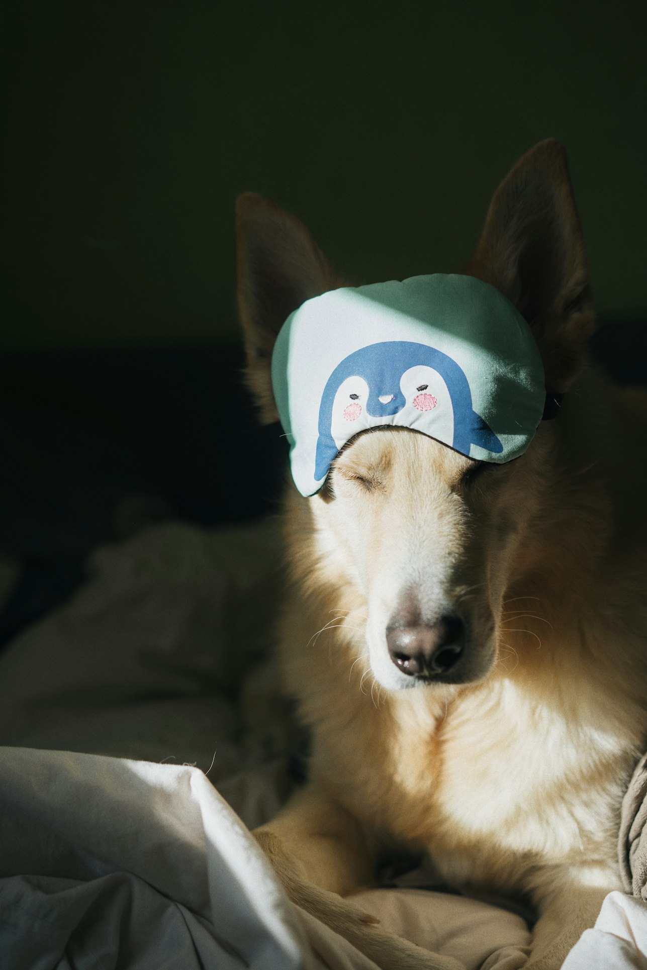 How Your Dog's Morning Routine Improves Mental Health
