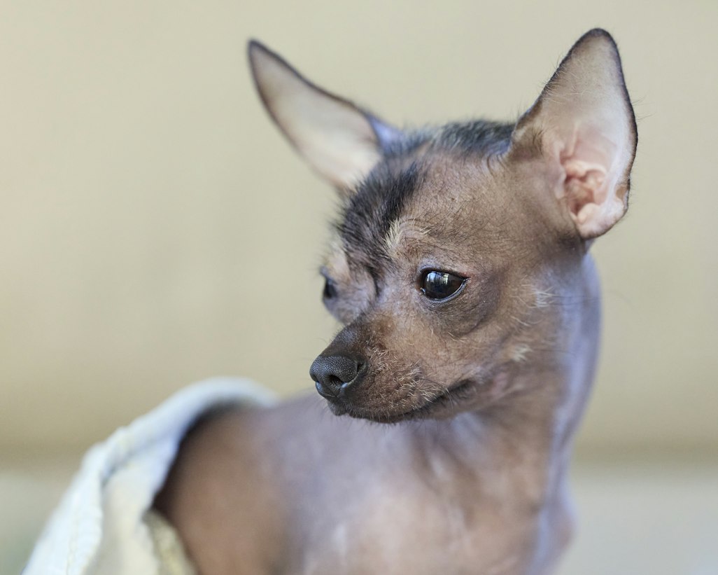 How melatonin and targeted nutrients help older dogs regrow thinning fur coats and bald spots