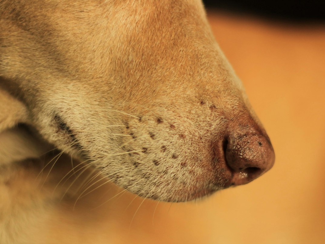 Seasonal, skin, and breed-specific insights to find your dog’s trigger and best treatment