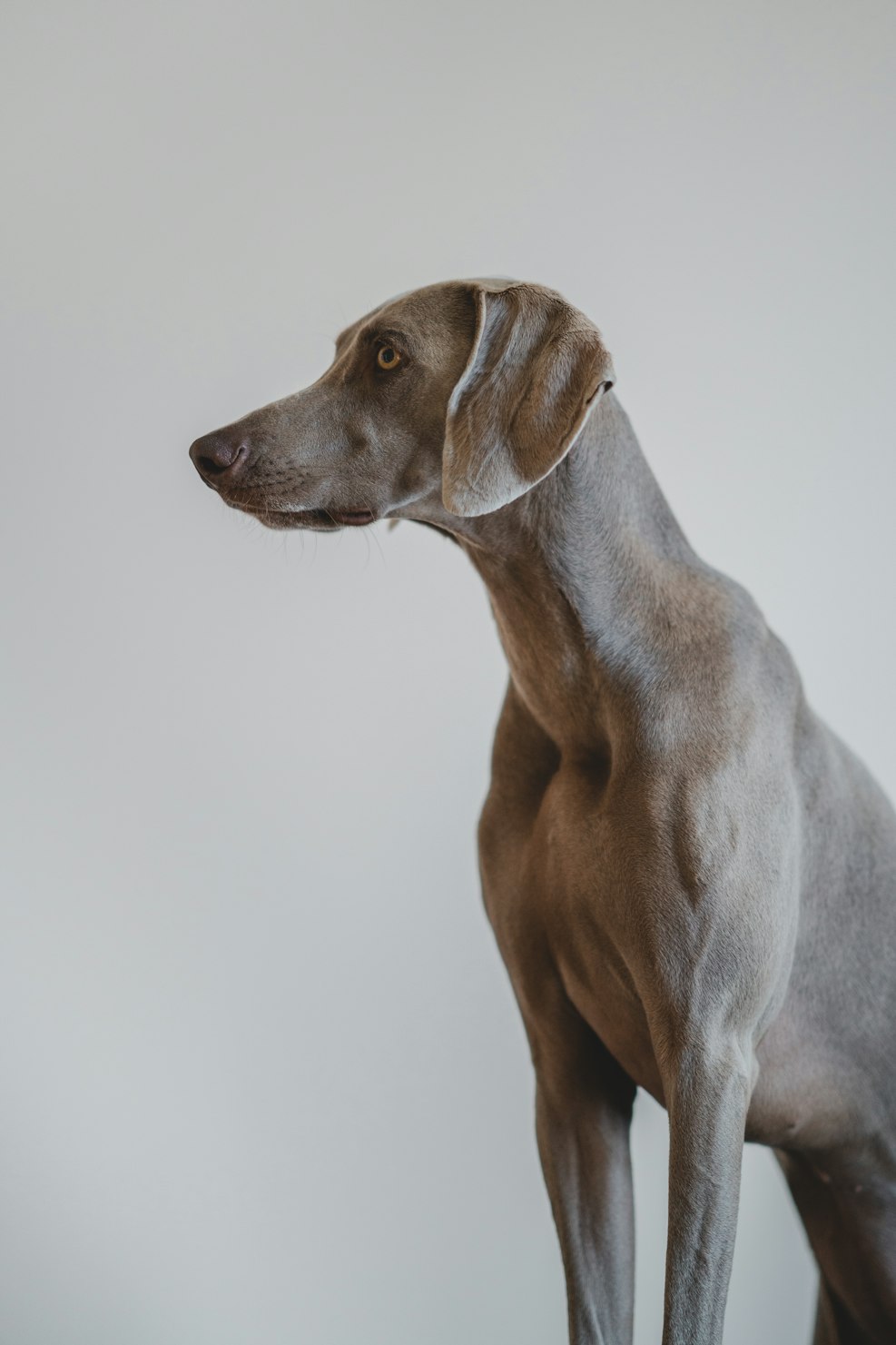 How the skin microbiome affects shedding, odor, and waxy skin in allergic dogs