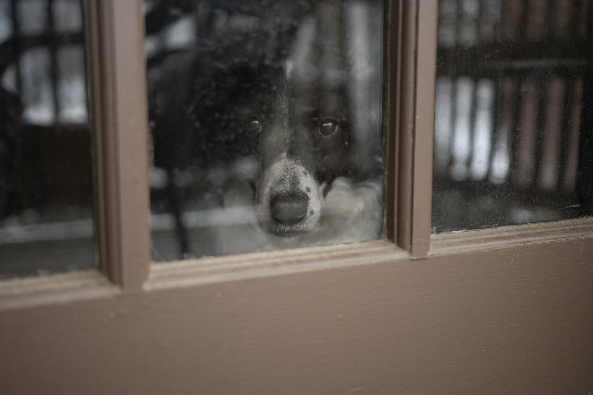 Why Your Dog's Greeting Is So Powerful