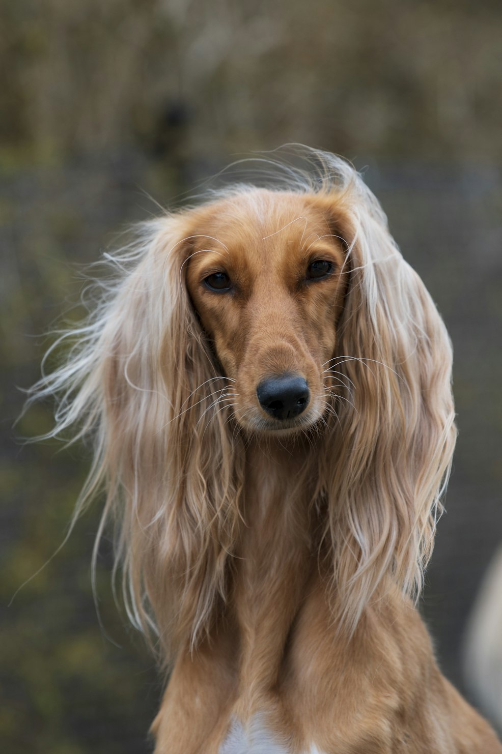EPA, Niacinamide, and Vitamin A for Dogs