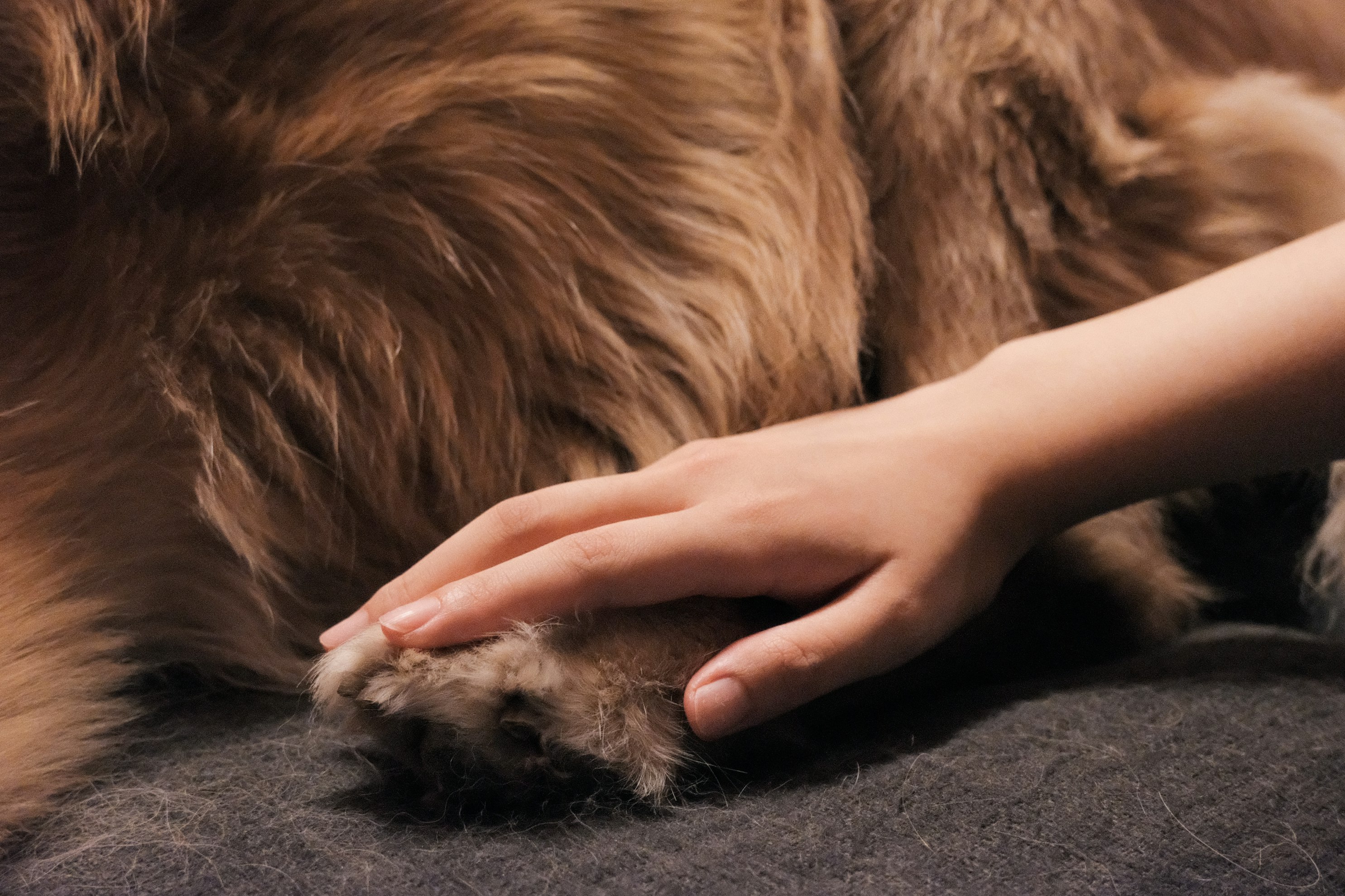 Why Petting Your Dog Is Daily Therapy