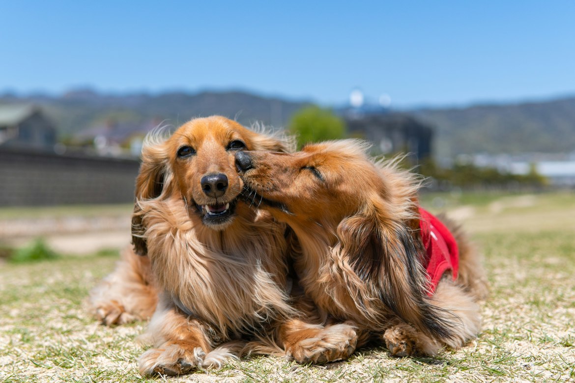How vitamin A supports your dog’s skin, gut barrier, immune balance, and healthy aging