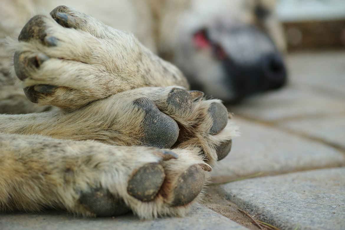 What veterinary research says about cyclosporiasis in dogs and why gut health matters