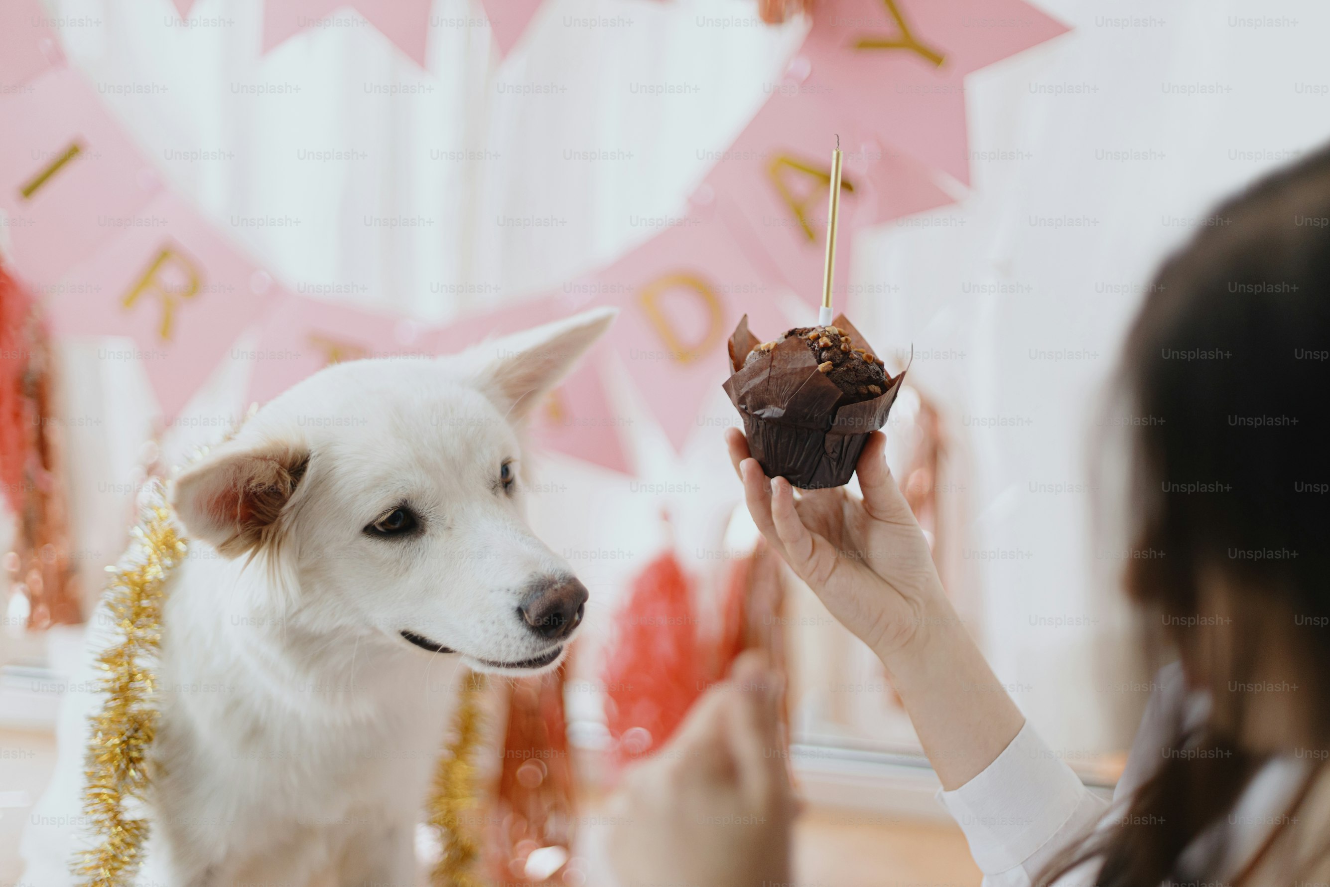 How Special Moments with Your Dog Improve Well-Being