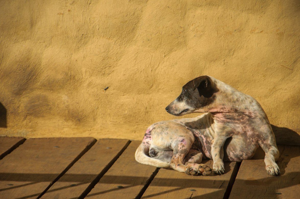 Why a single low T4 result isn't enough to diagnose canine hypothyroidism