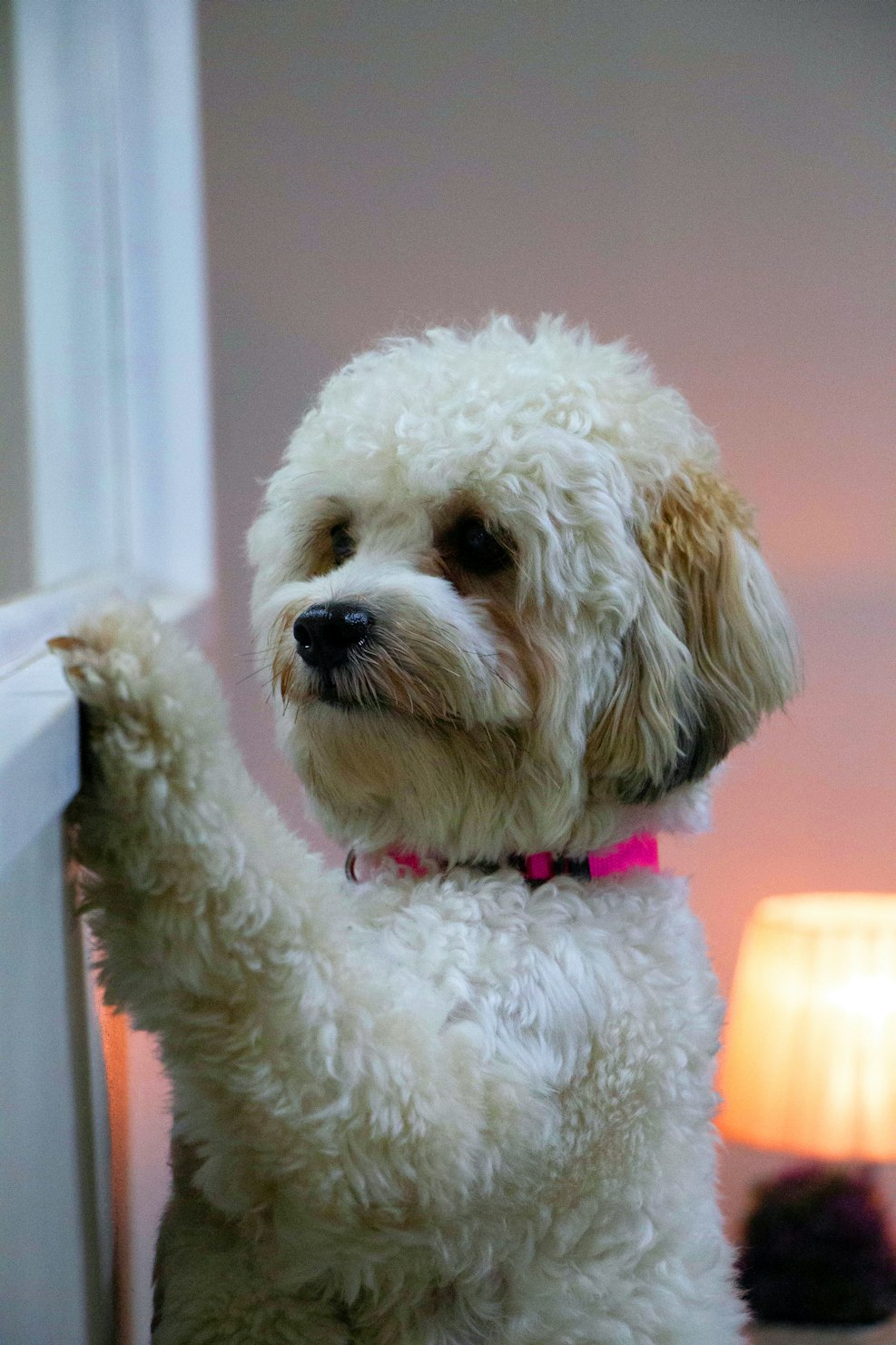 How Melatonin and Hemp Seed Support Calm Dogs