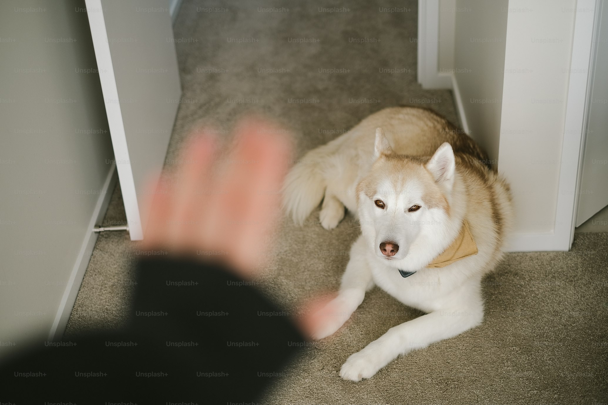 How to Help Dogs Cope While You're Away