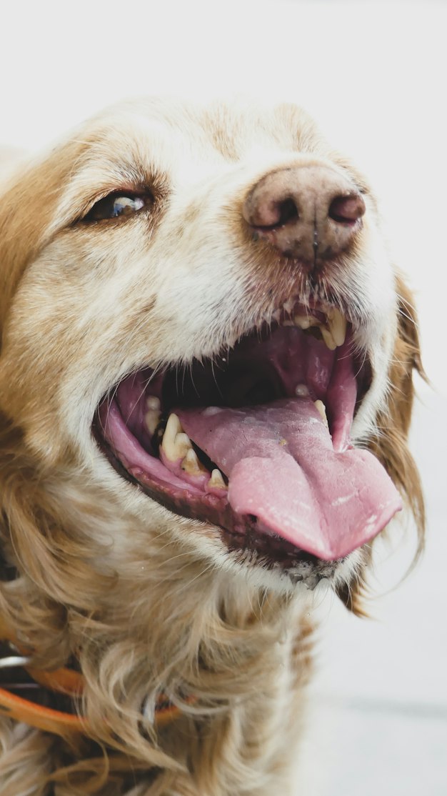 Why Oral Microbiomes Matter