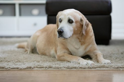 When Hormones Explain Your Senior Dog's Symptoms