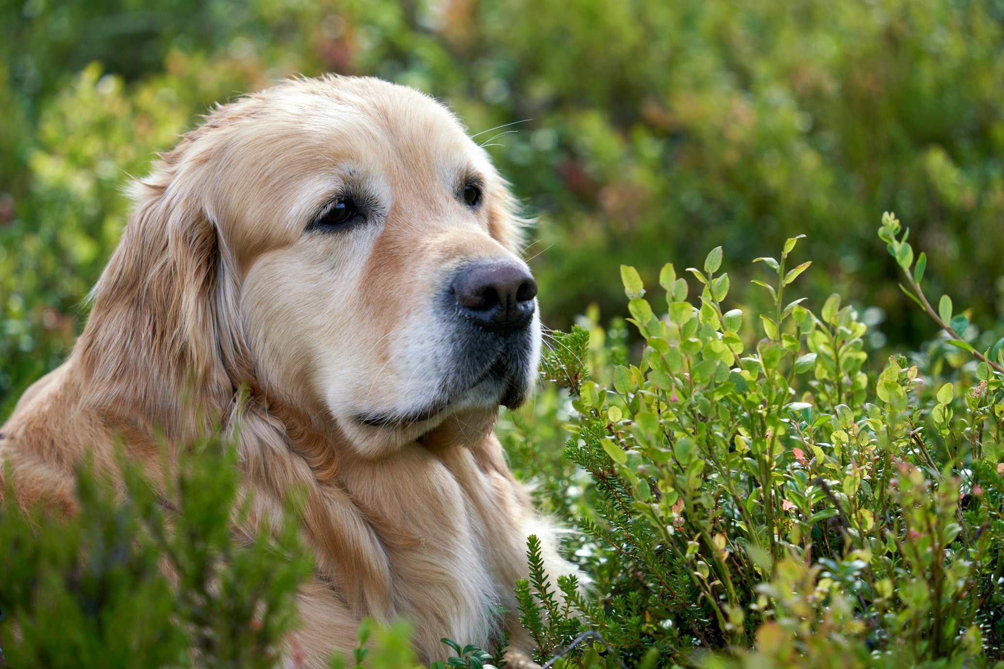 How Melatonin Helped a Senior Retriever Thrive