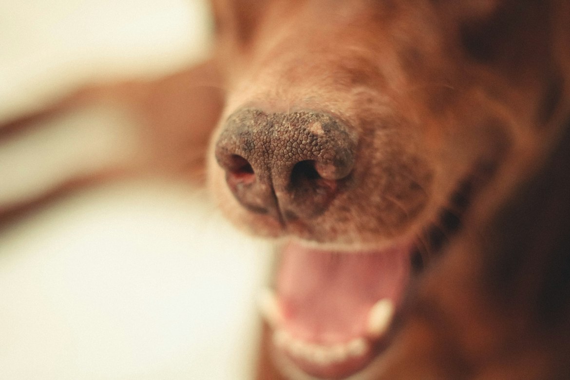 How itch location points to the allergy trigger behind your dog's symptoms
