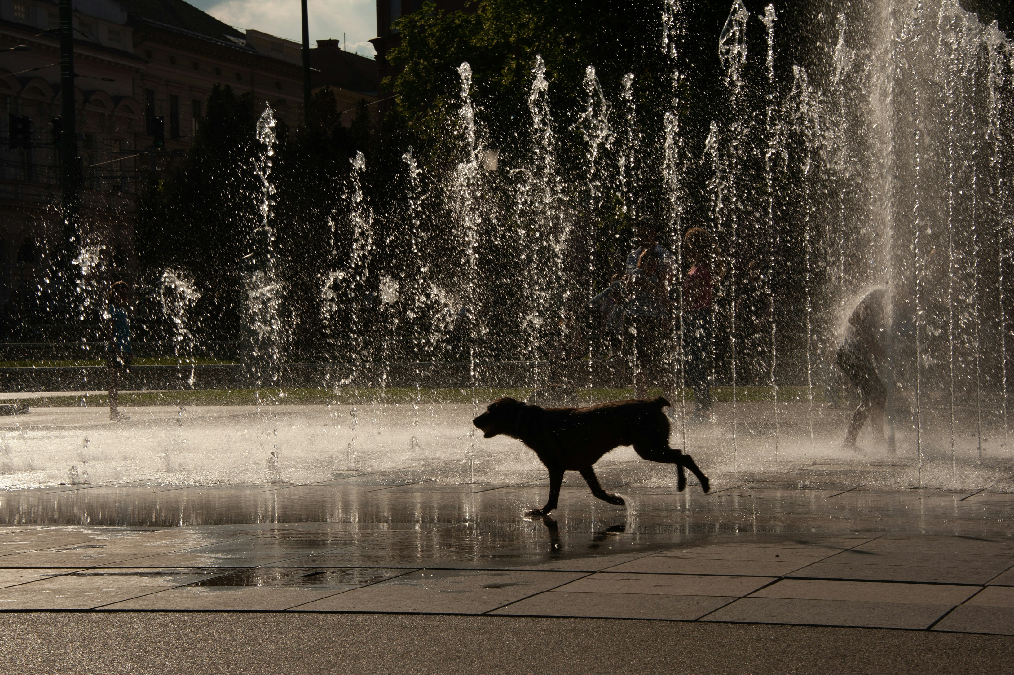How Dogs Help You Stay Younger, Healthier, and Happier