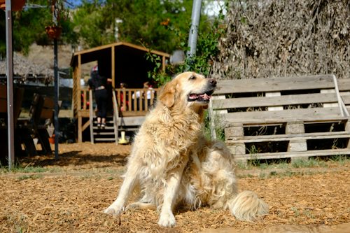 How Niacinamide Supports Dogs With Allergies and Itch