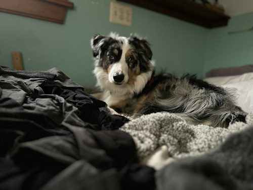 How Your Dog's Bark Beats the Monday Blues