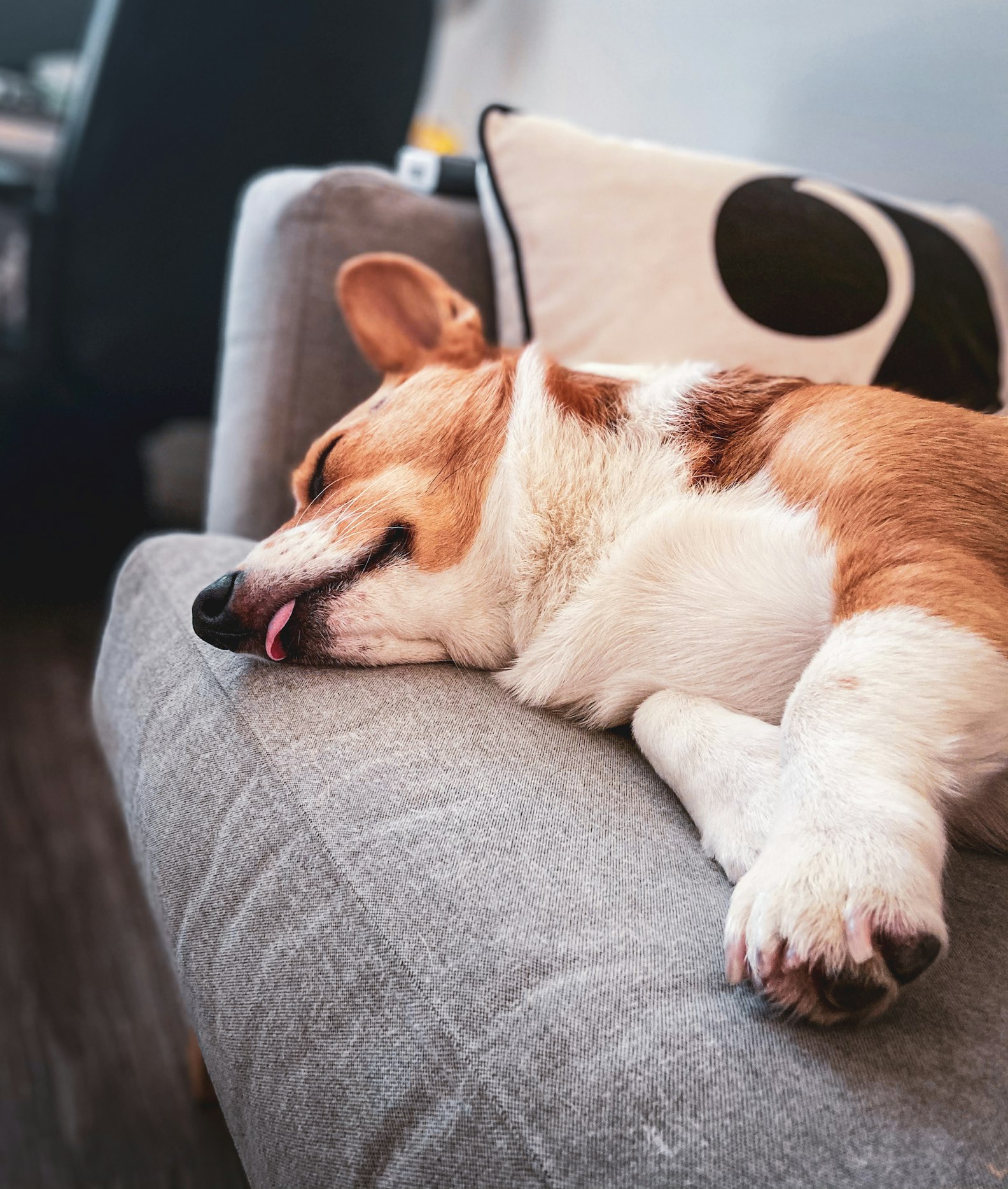 A Natural Ally for Mental Health and Healing in Humans and Dogs