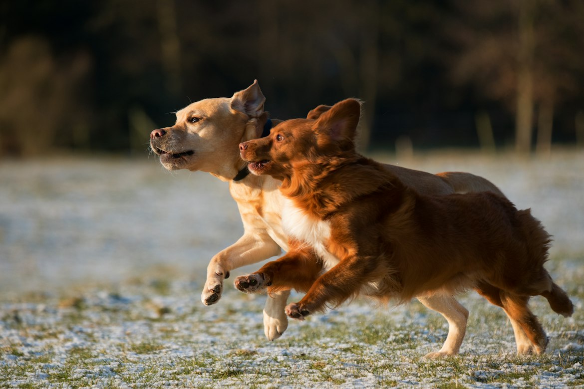 Why cold-pressed hemp seed oil contains no meaningful THC and cannot intoxicate dogs