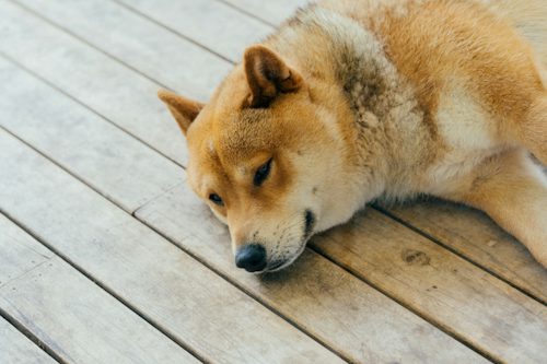 The Hidden Social Cost of Canine Odor