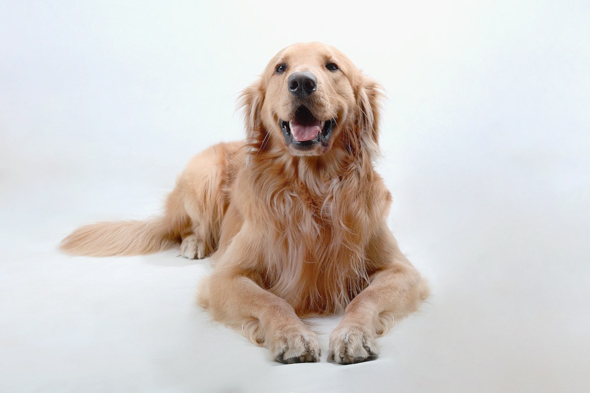 How Melatonin Helps Dogs With Geriatric HIMS